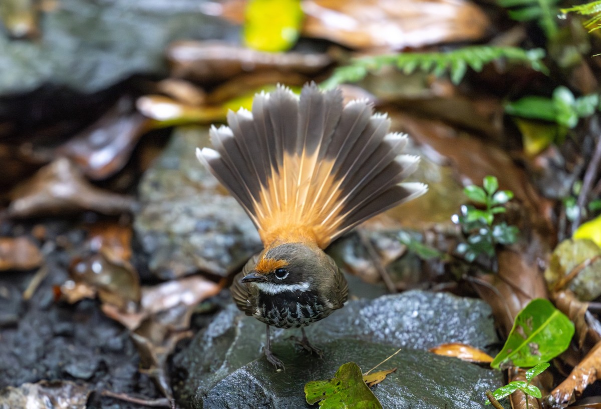 Australian Rufous Fantail - ML613665181