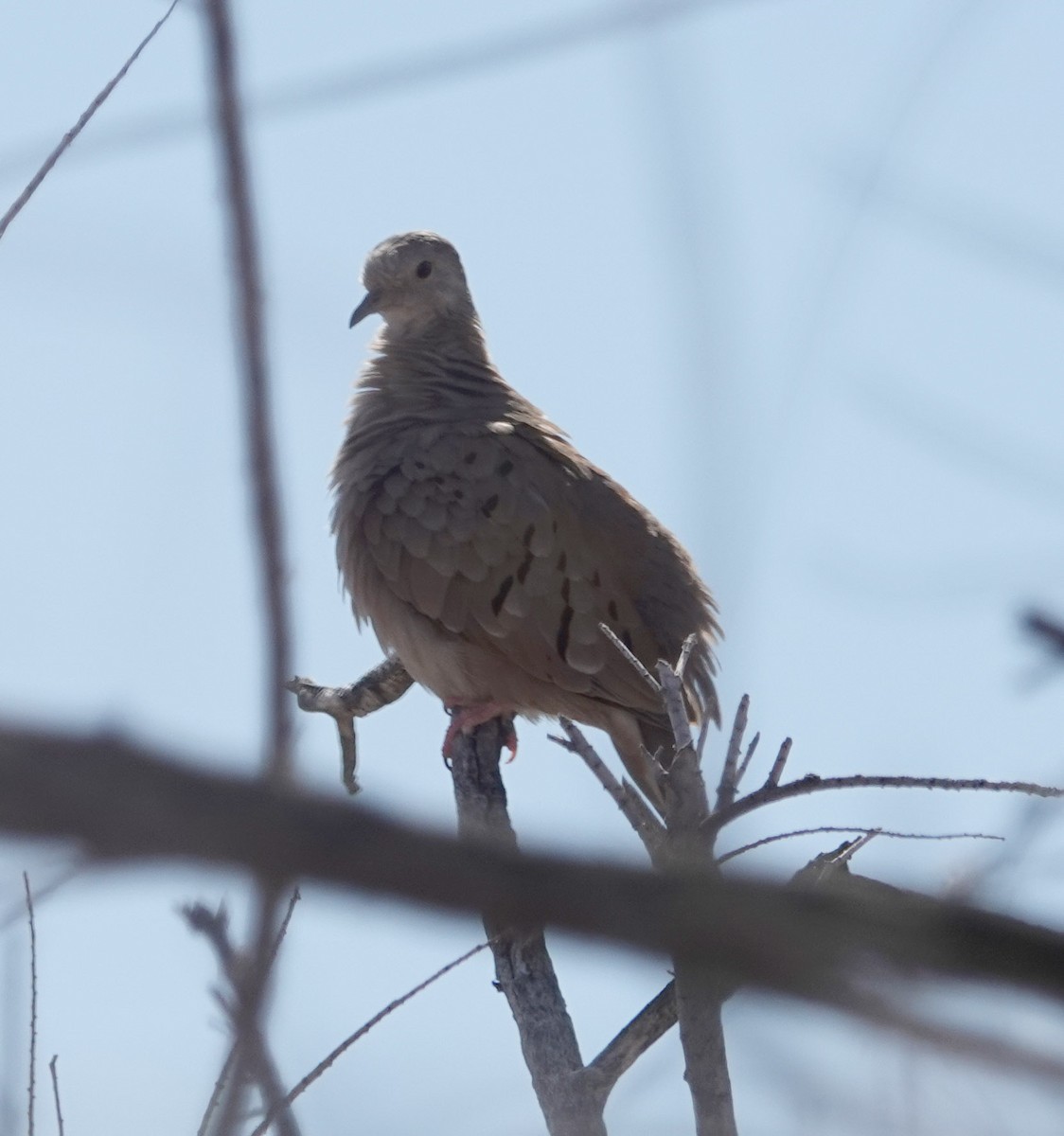 Ruddy Ground Dove - ML613665197