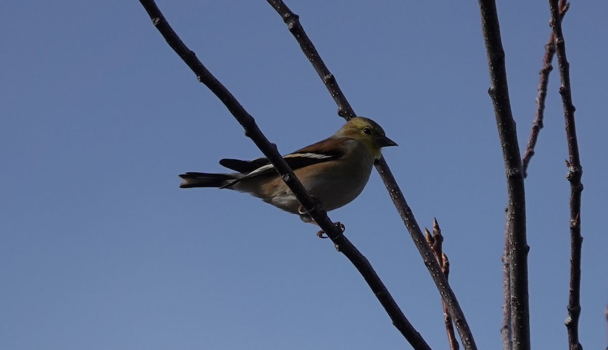 American Goldfinch - ML613665201