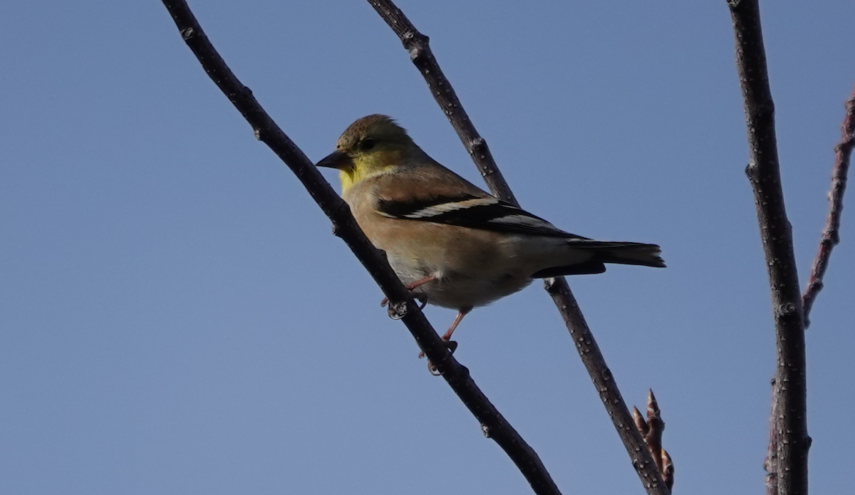 American Goldfinch - ML613665203