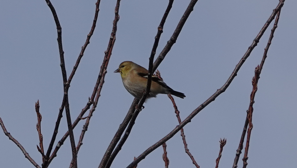 American Goldfinch - ML613665204