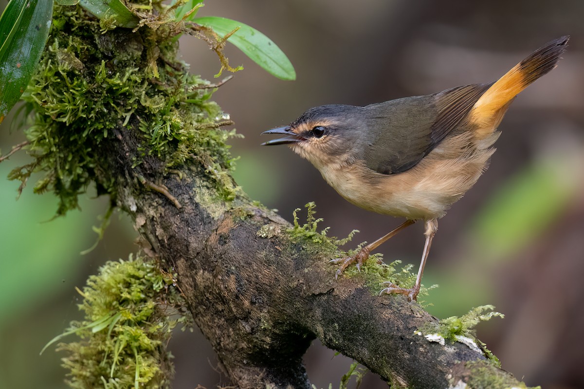 Buff-rumped Warbler - Ben  Lucking