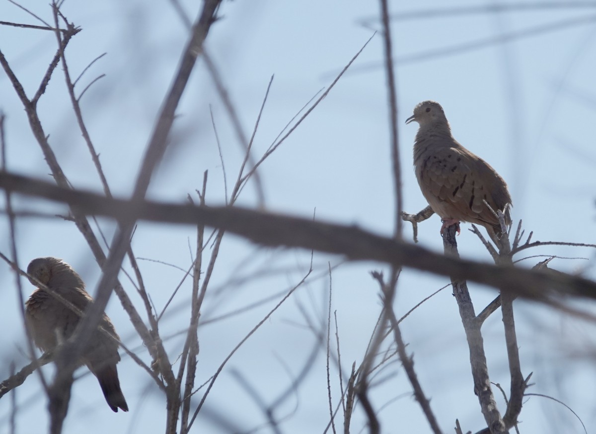 Ruddy Ground Dove - ML613665226