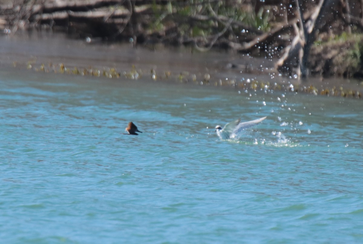 Hooded Merganser - ML613665260