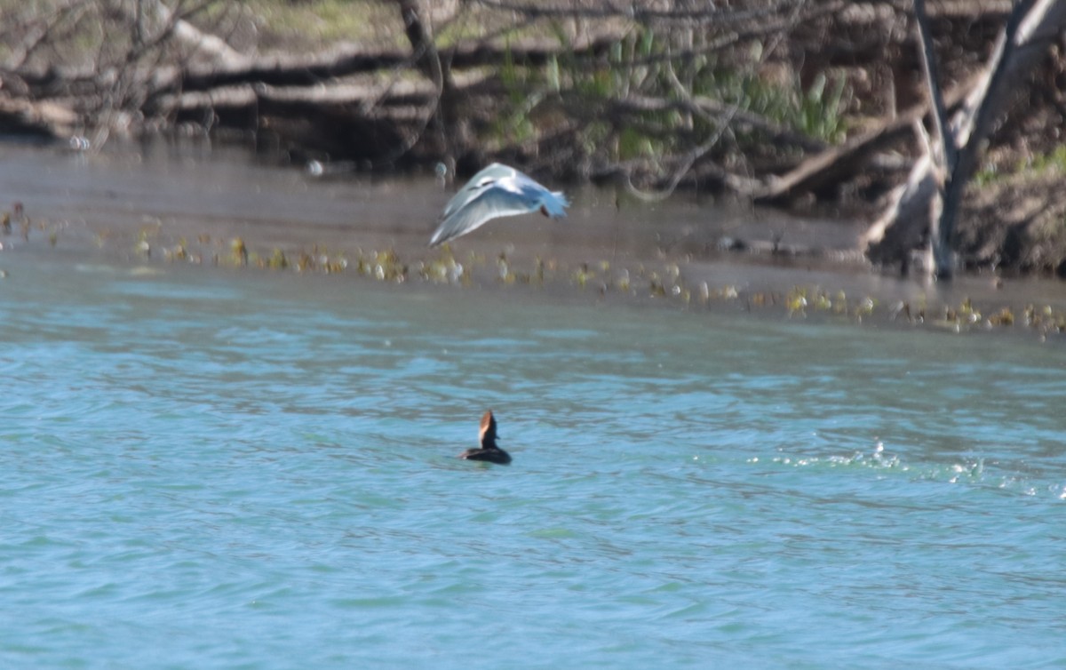 Forster's Tern - ML613665367