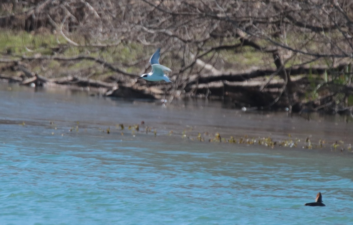 Forster's Tern - ML613665379