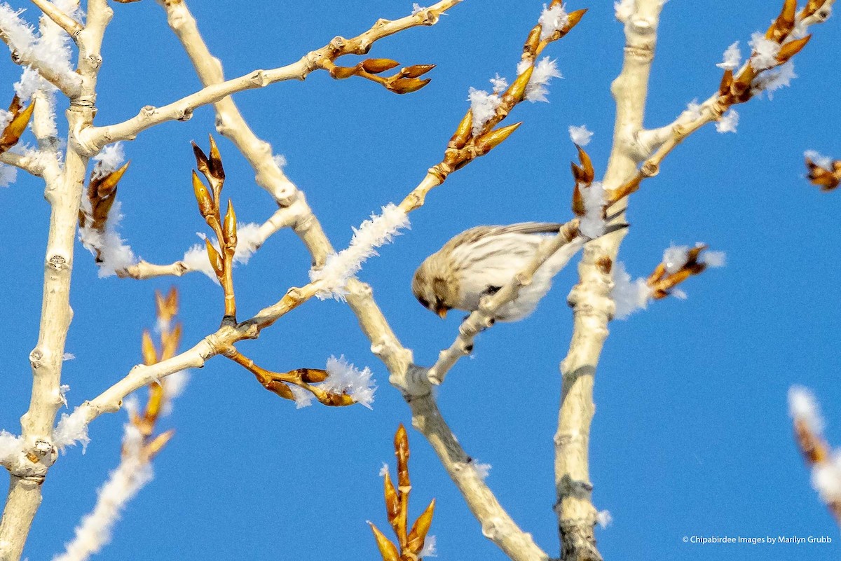 Redpoll (Hoary) - ML613665389