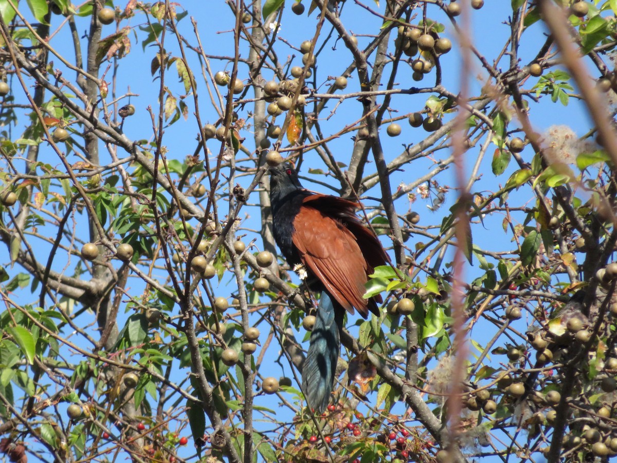 Greater Coucal - ML613665407