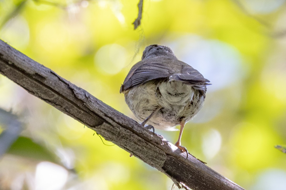 Patagonian Tyrant - ML613665417