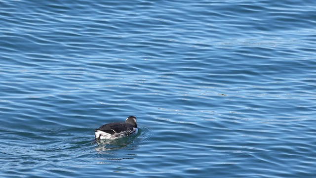 Common Murre - ML613665446