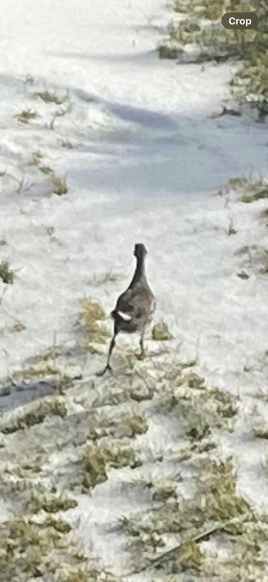 Common Gallinule - Newfoundland & Labrador Bird Records