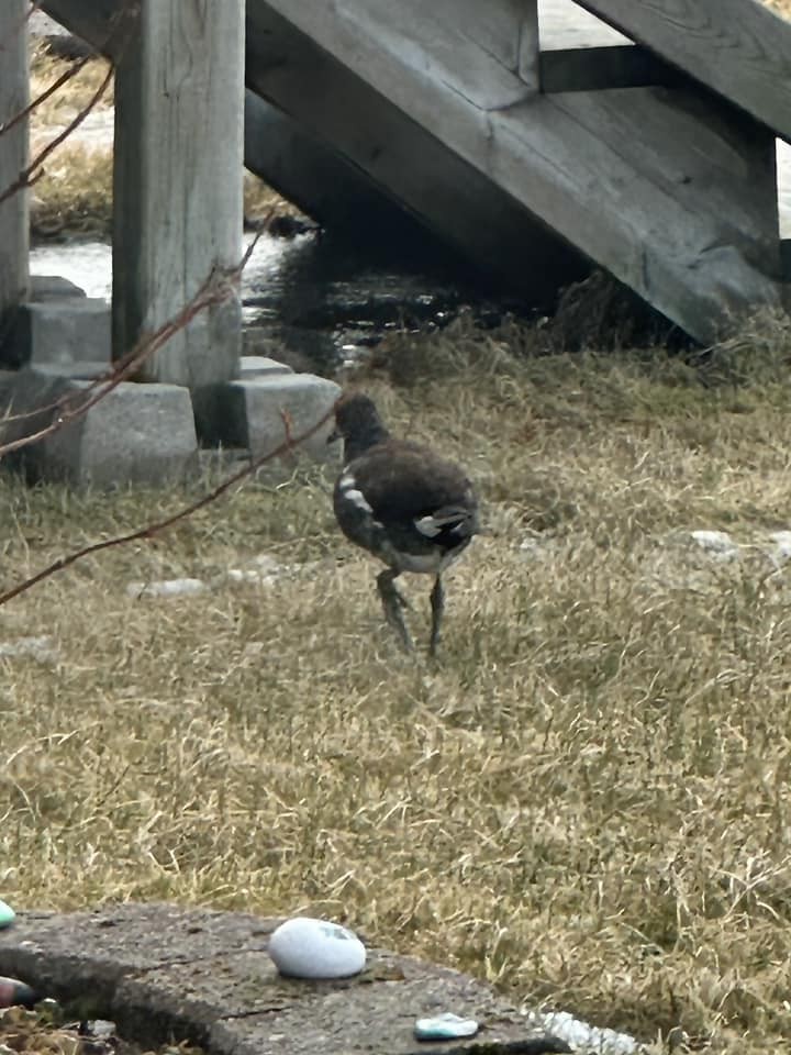 Common Gallinule - Newfoundland & Labrador Bird Records