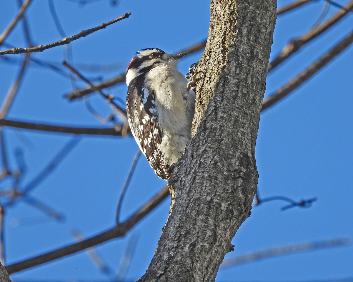 Downy Woodpecker - ML613665503