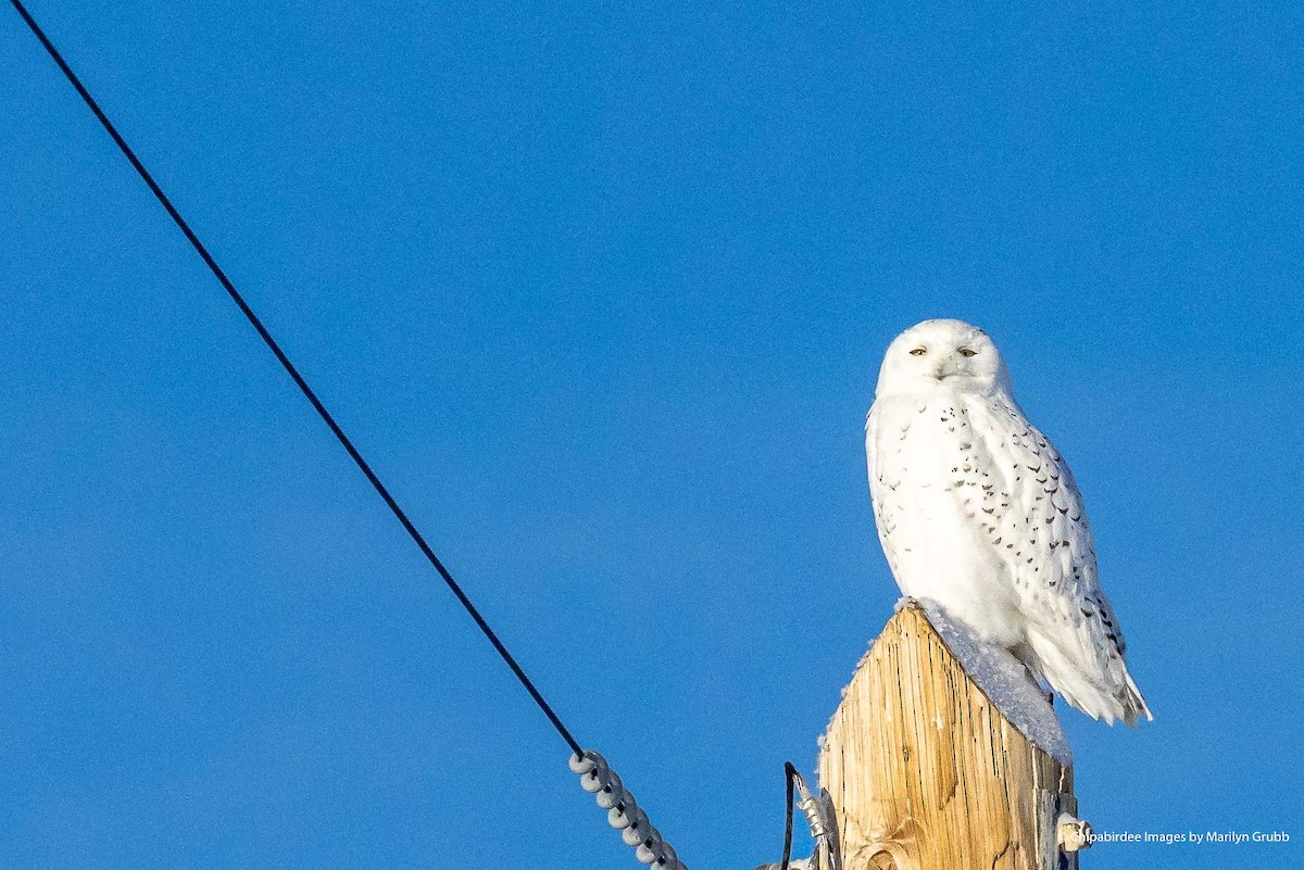 Snowy Owl - ML613665549