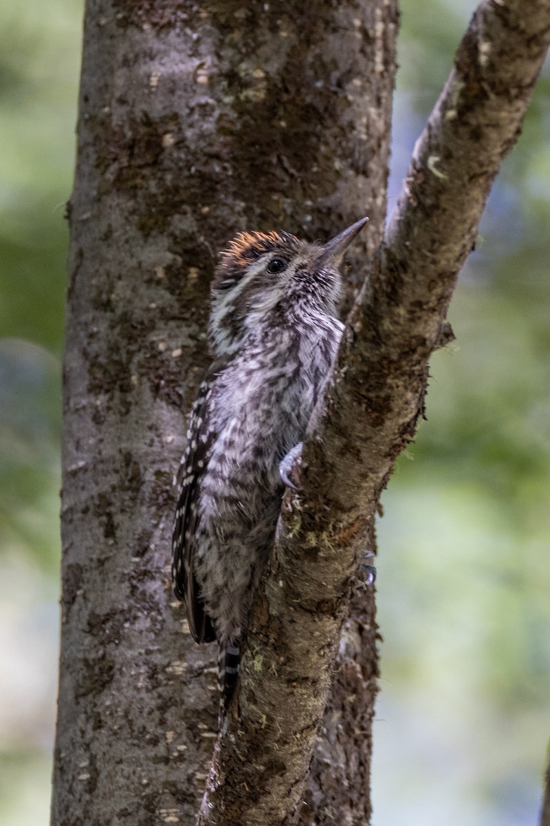 Striped Woodpecker - ML613665554