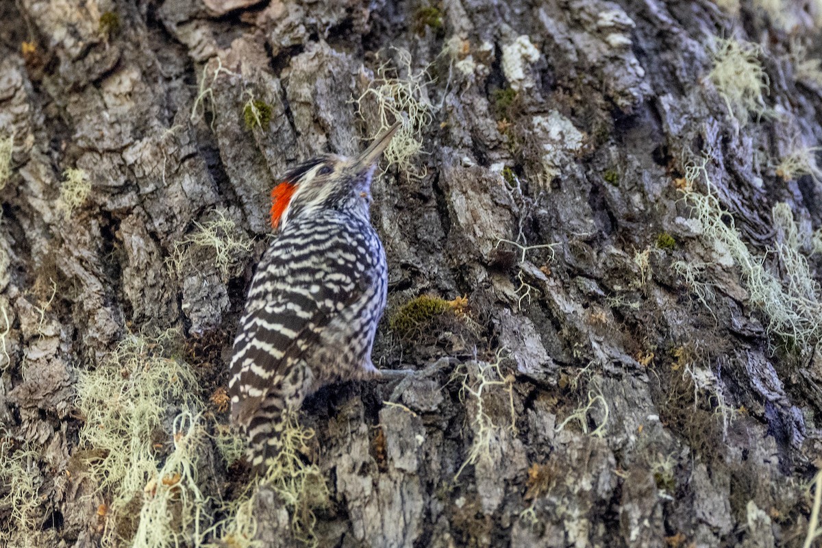 Striped Woodpecker - ML613665555