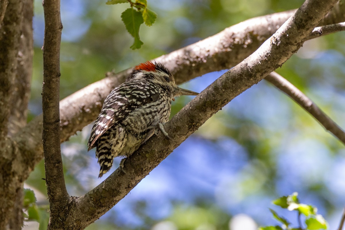Striped Woodpecker - ML613665559