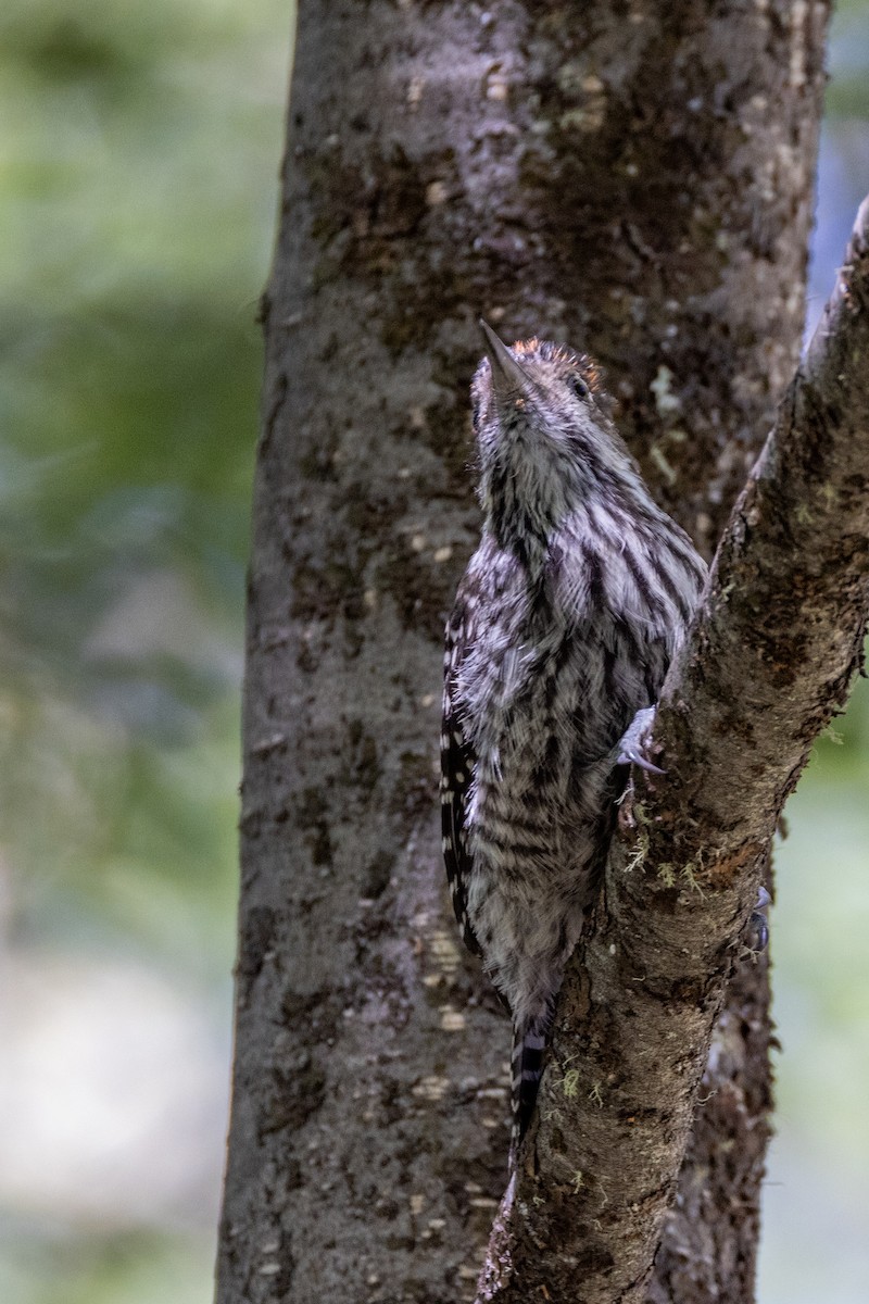 Striped Woodpecker - ML613665561