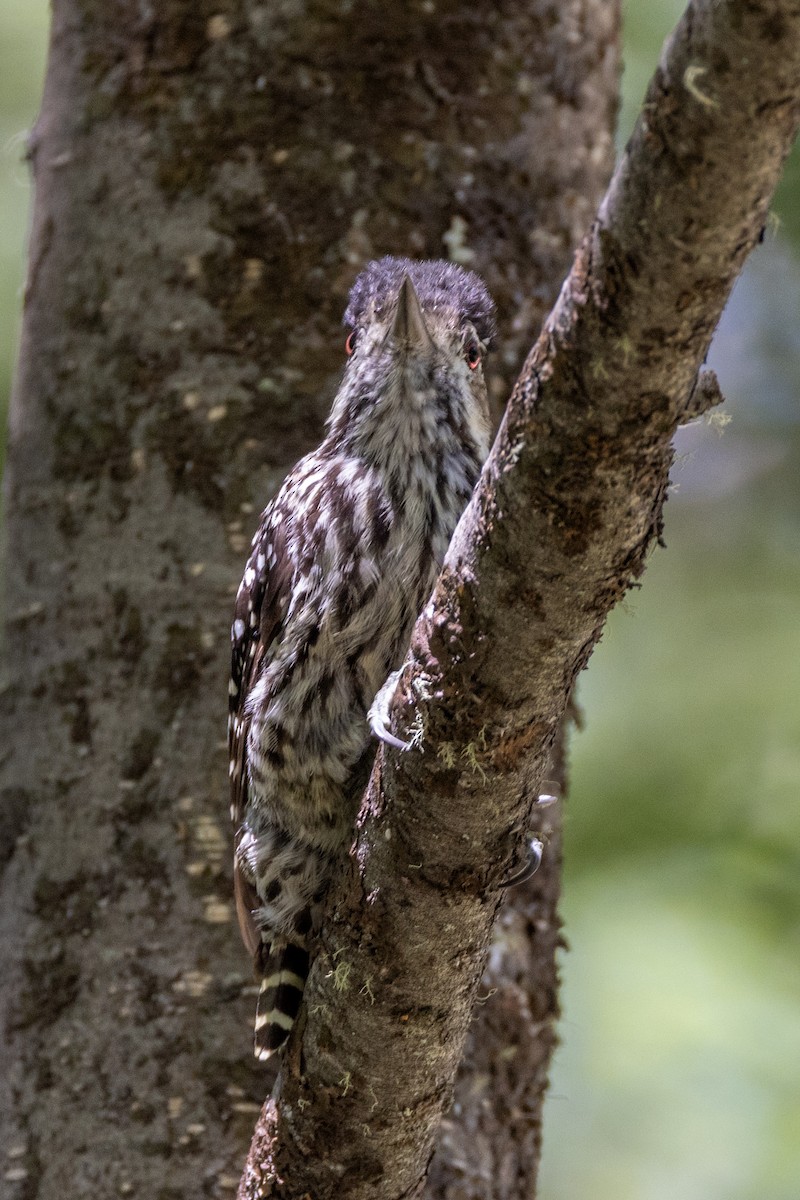 Striped Woodpecker - Charlie Bostwick