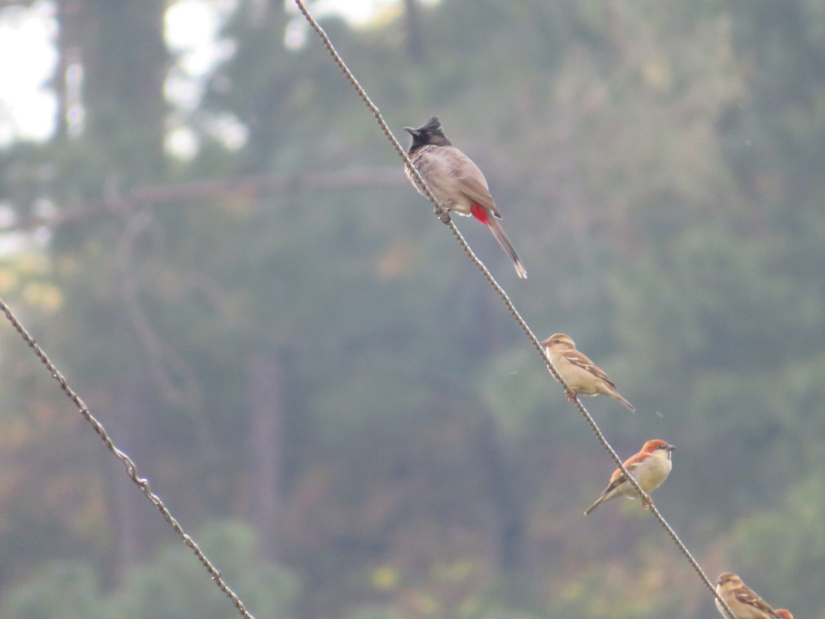 Bulbul à ventre rouge - ML613665569