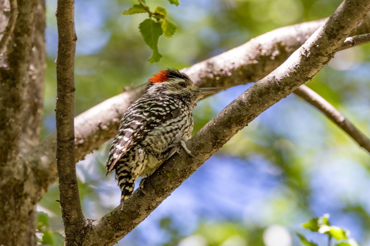 Striped Woodpecker - ML613665578
