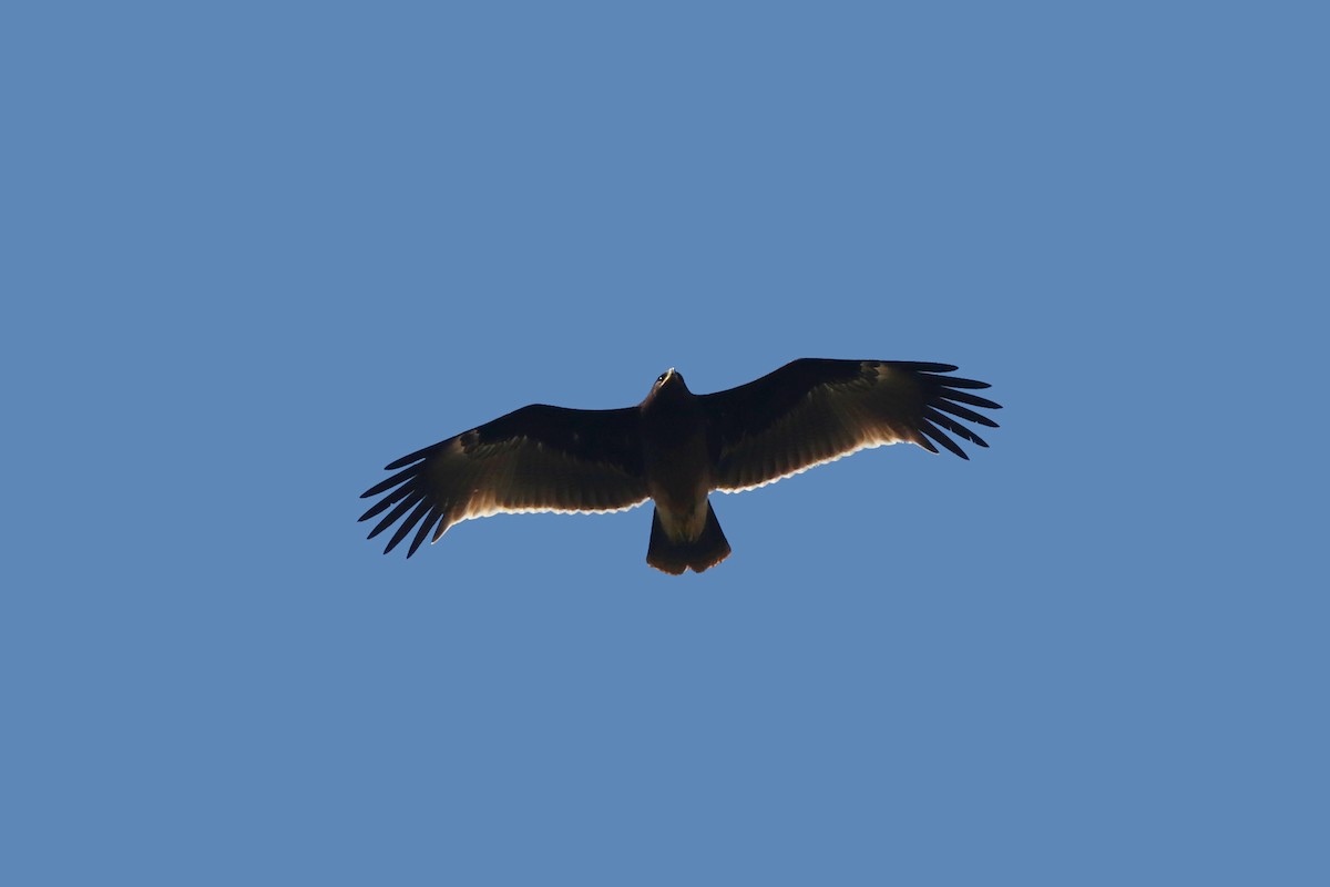 Greater Spotted Eagle - Phakawat Kittikhunodom