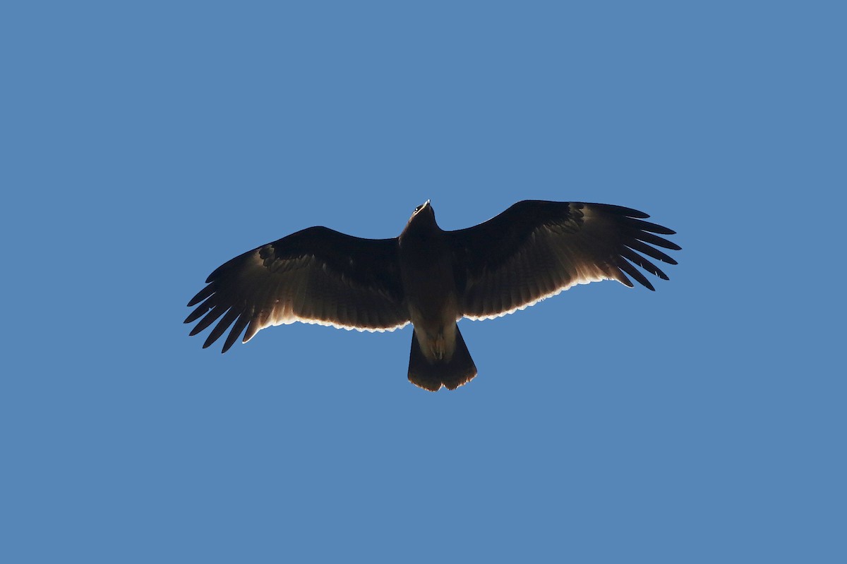 Greater Spotted Eagle - ML613665643