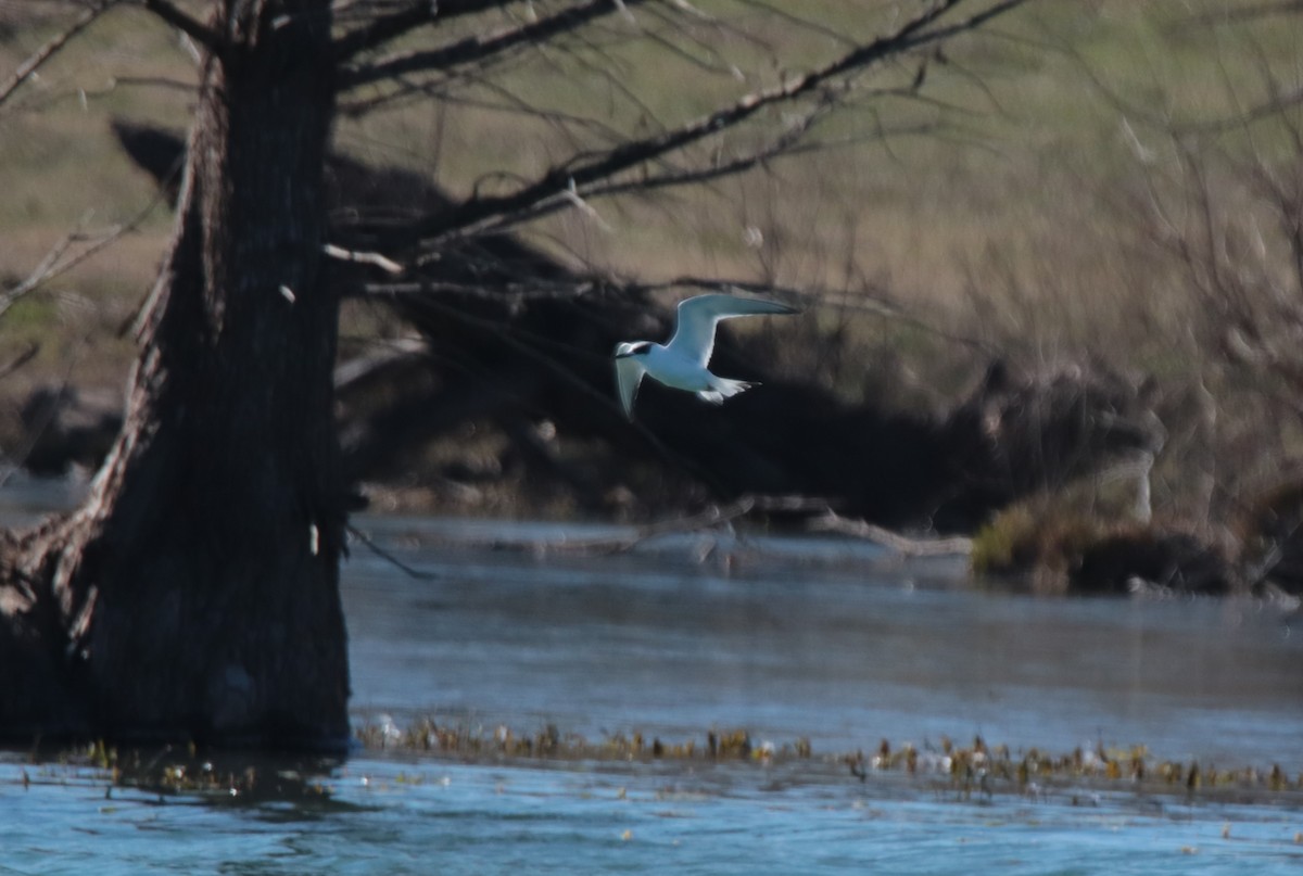 Forster's Tern - ML613665767