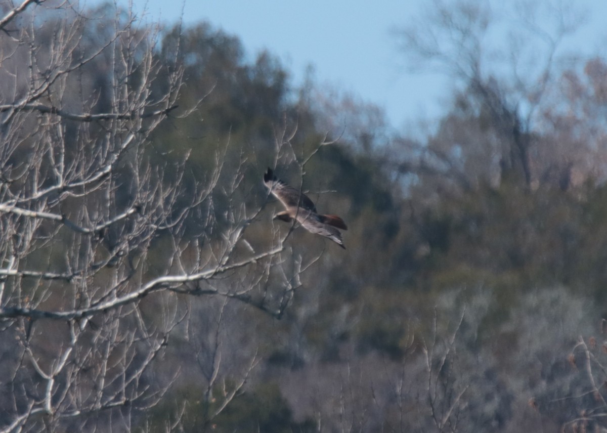 Rotschwanzbussard - ML613665790