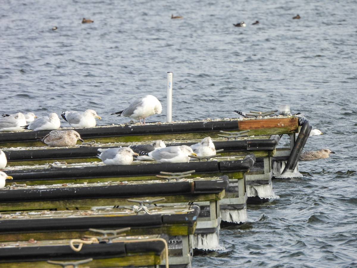 Lesser Black-backed Gull - ML613665822