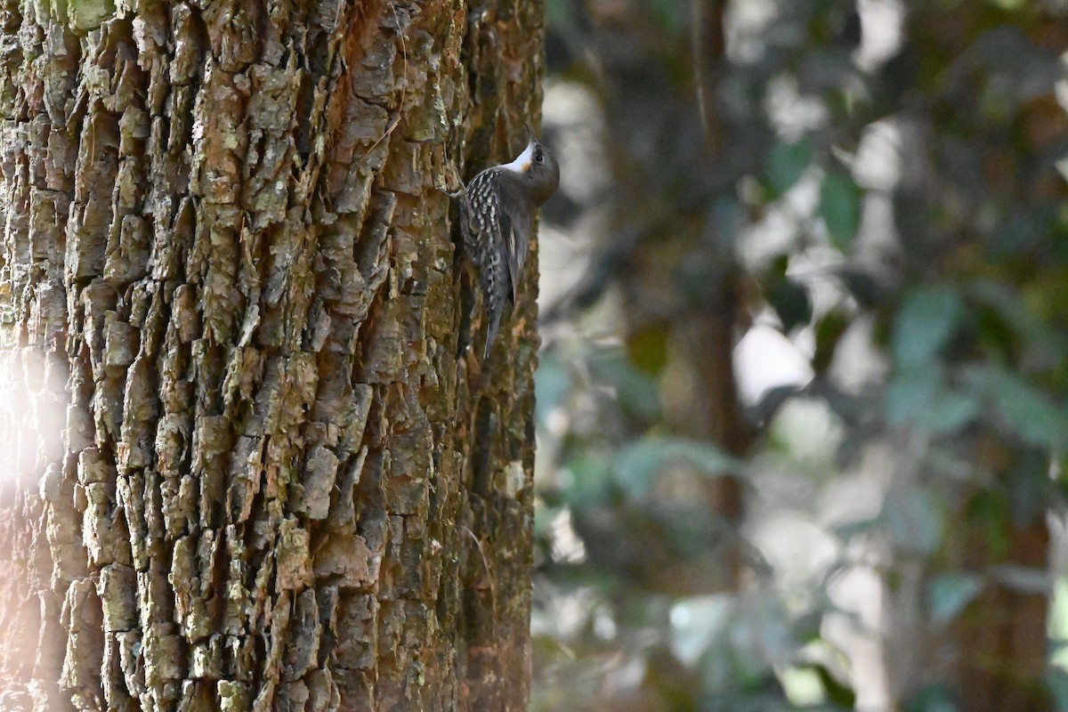 White-throated Treecreeper - ML613665846