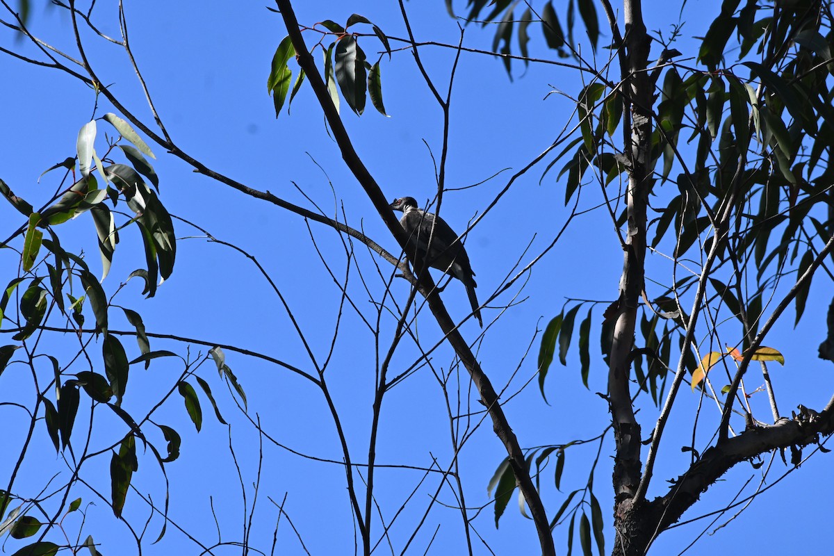 Noisy Friarbird - ML613665859