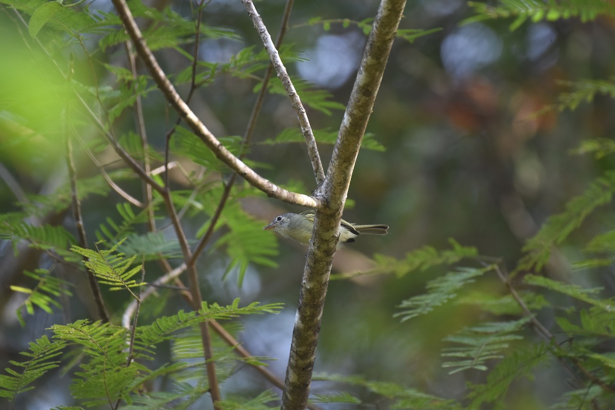 Yellow-green Tyrannulet - ML613665891