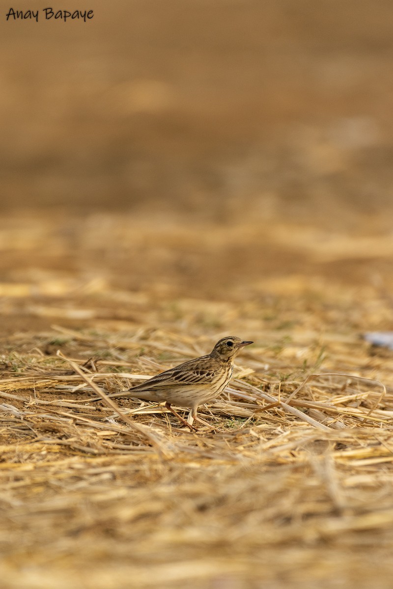 Paddyfield Pipit - ML613666020