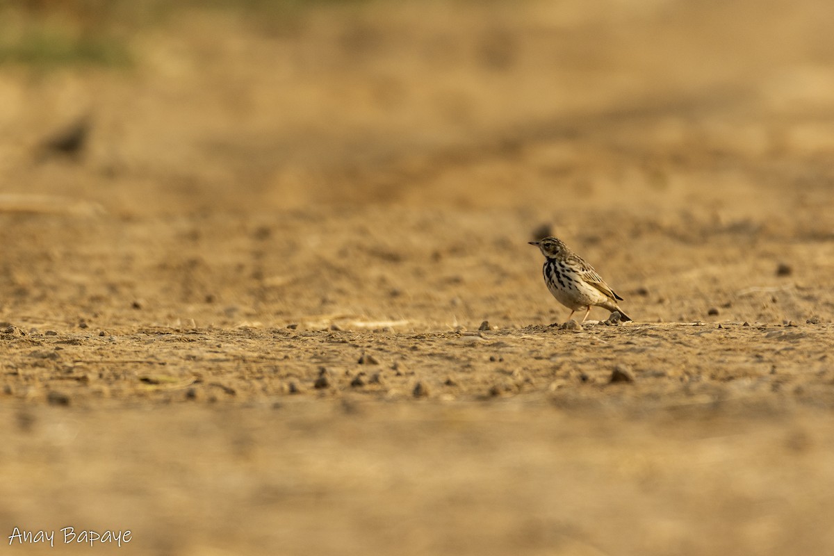 Tree Pipit - ML613666023