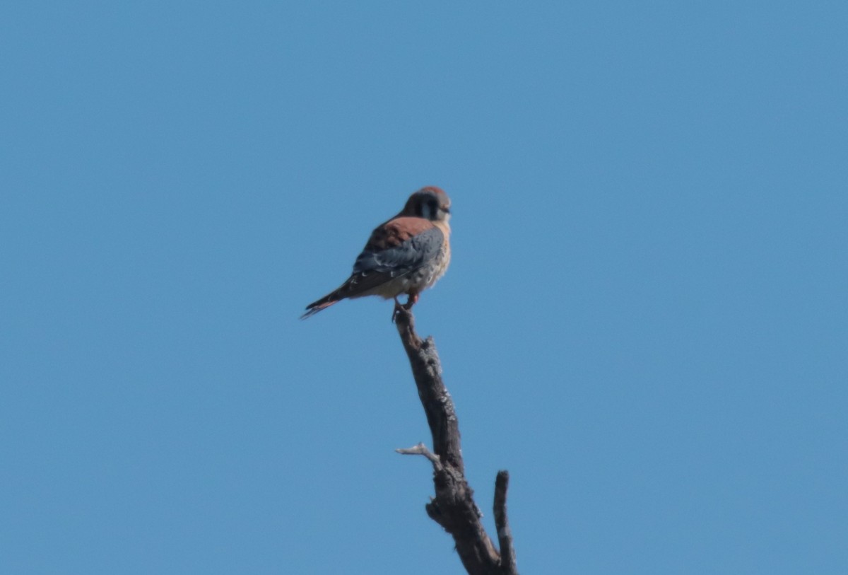 American Kestrel - ML613666024