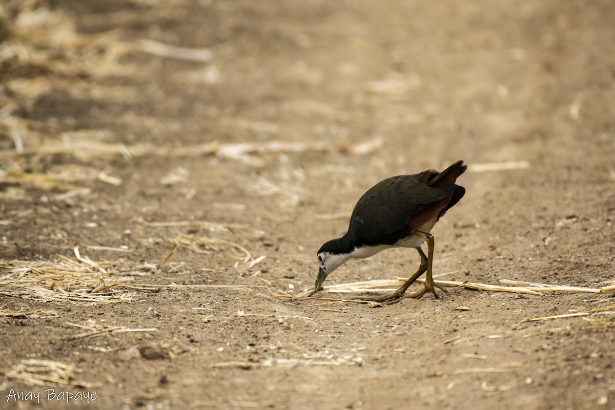 White-breasted Waterhen - ML613666057