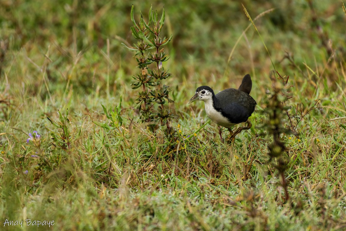 White-breasted Waterhen - Anay Bapaye