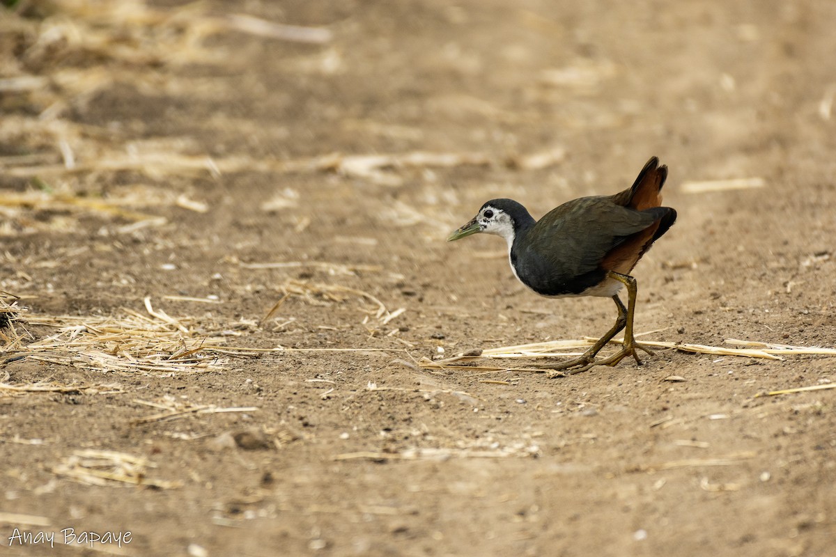 White-breasted Waterhen - ML613666060