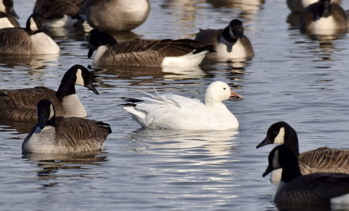 Snow Goose - ML613666063