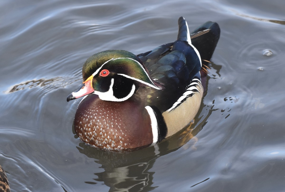 Wood Duck - ML613666080