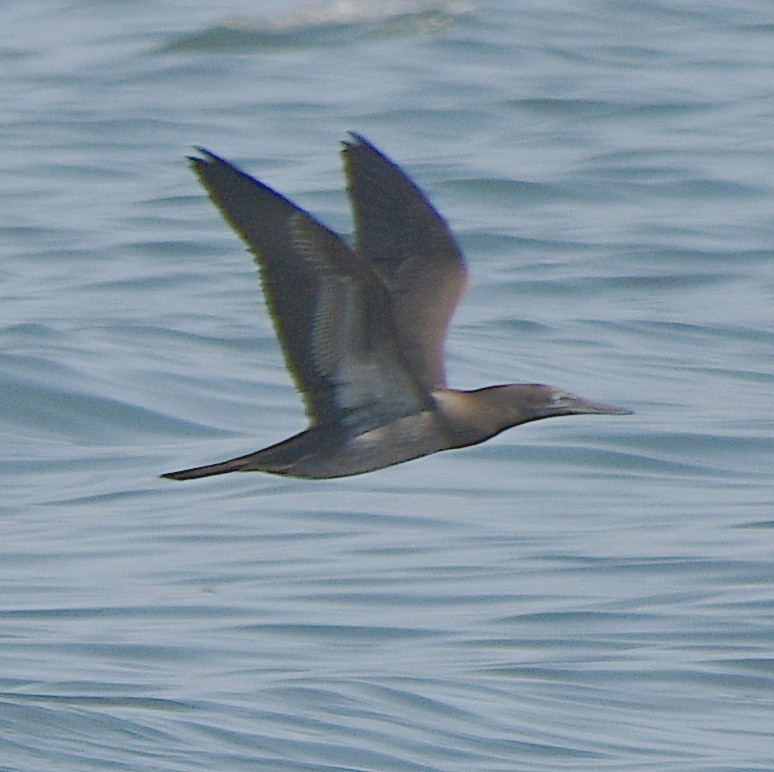 Brown Booby - ML613666104