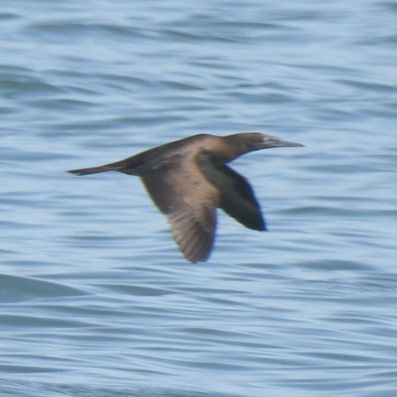 Brown Booby - ML613666105