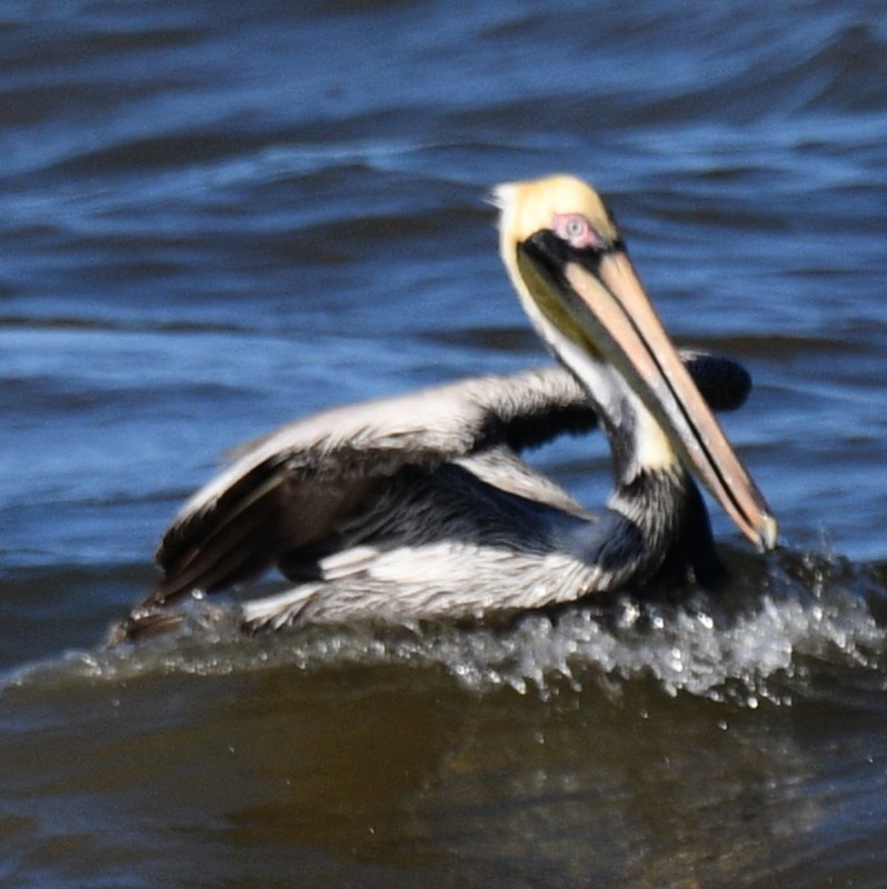 Brown Pelican - Jos Simons