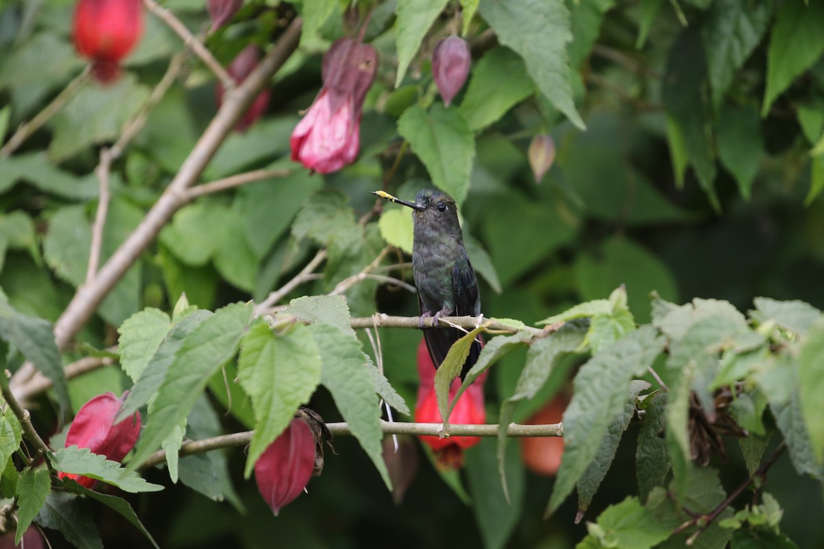 kolibřík zelenočelý - ML613666148