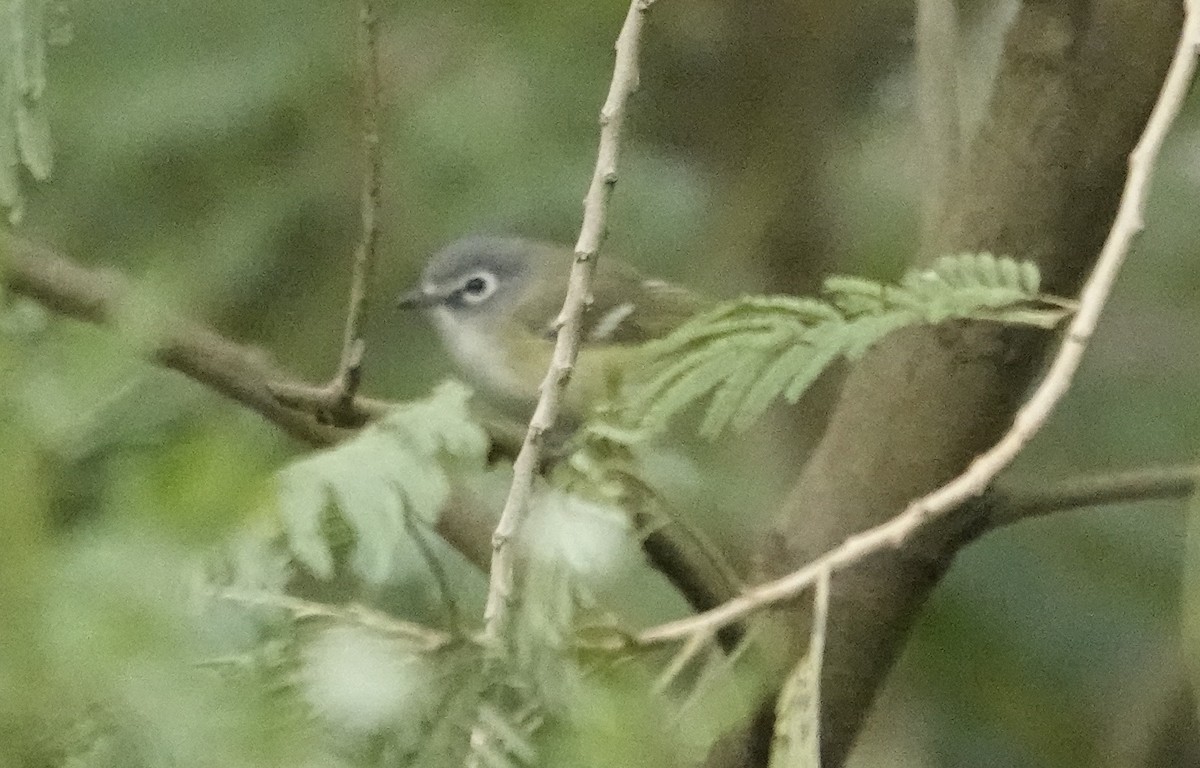 Blue-headed Vireo - ML613666166