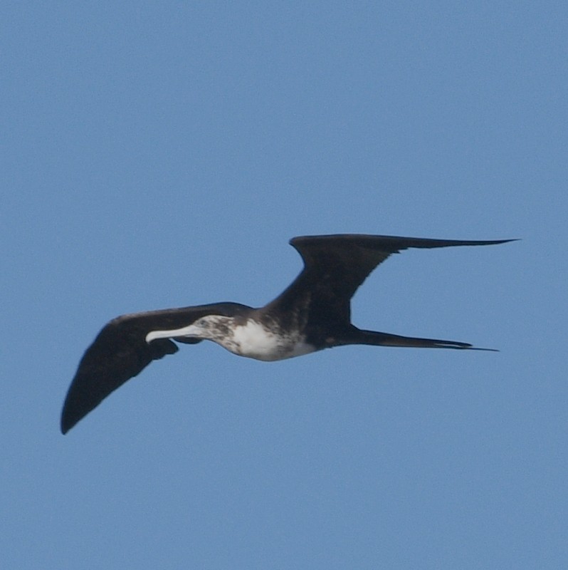 Magnificent Frigatebird - ML613666171