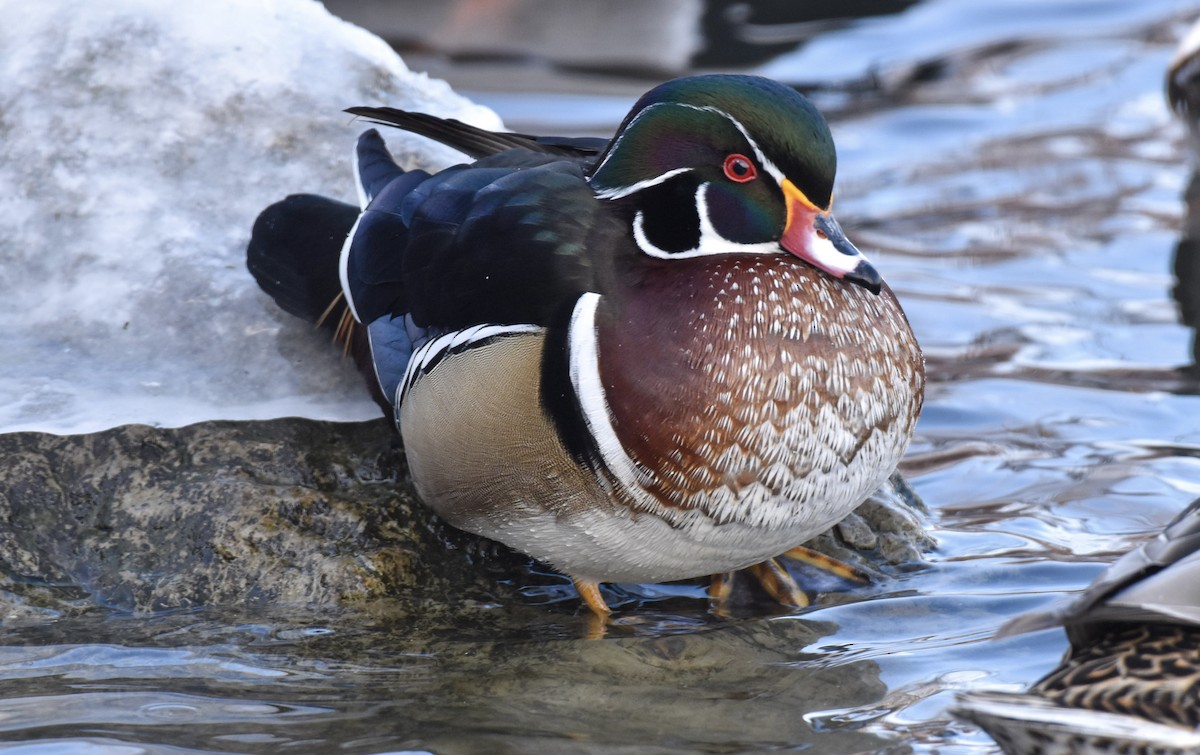 Wood Duck - ML613666186