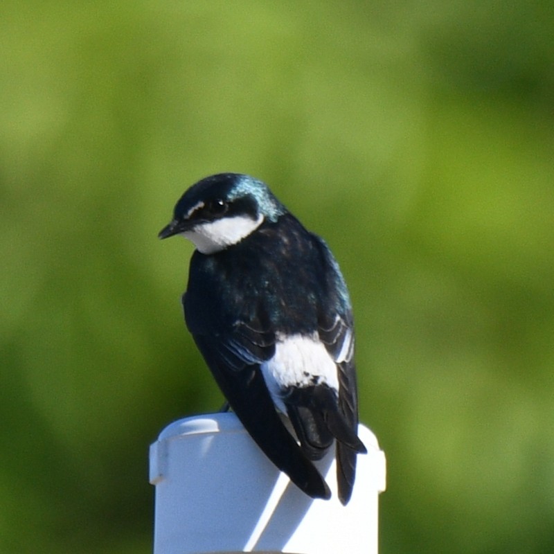 Mangrove Swallow - ML613666188