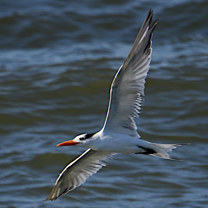 Royal Tern - ML613666232